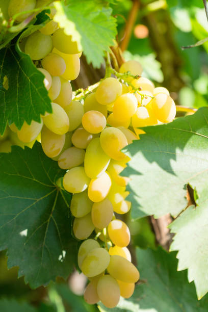 istock Bunch of grapes in vineyard 1083230524
