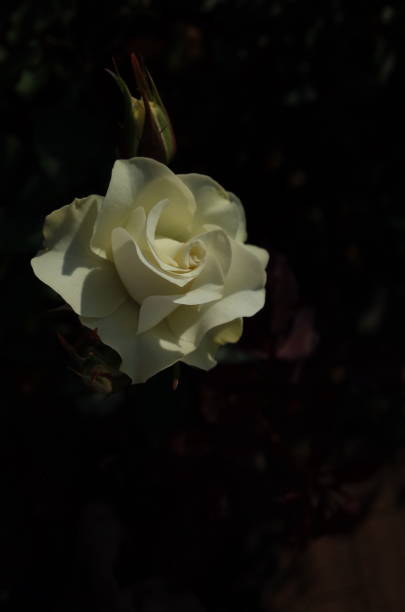 istock Rose 