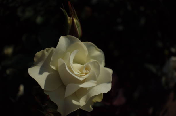 istock Rose 