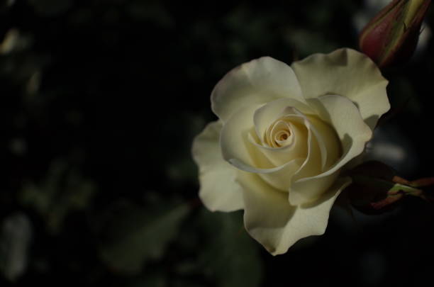 istock Rose 