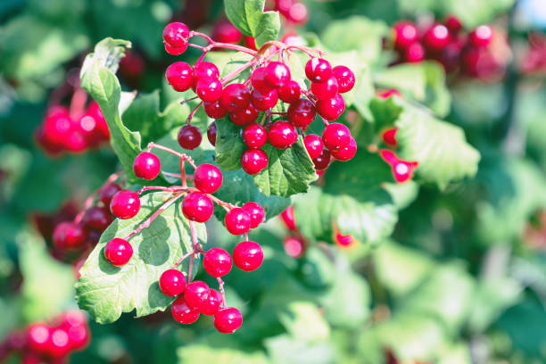 istock Bunches of viburnum on a Bush 1083230694