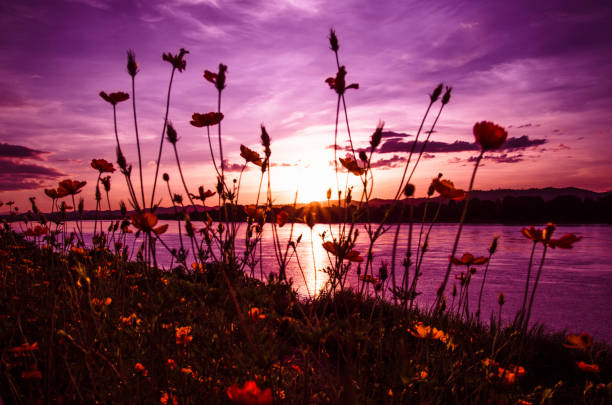 istock grass and flower purple colorful dramatic sunset sky on riverside 1083233978