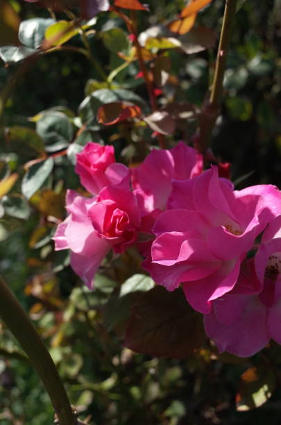 istock Rose 