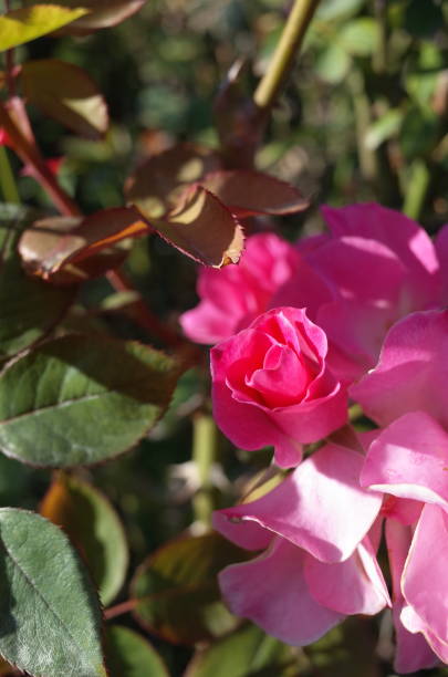 istock Rose 