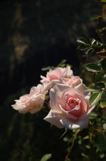 istock Rose 