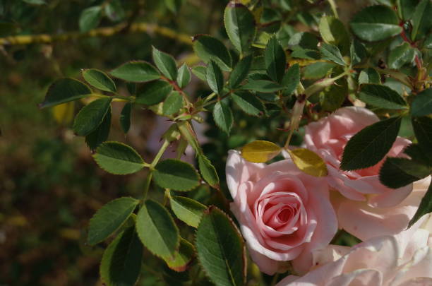 istock Rose 