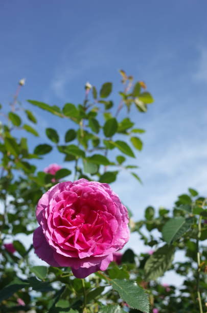 istock Rose 