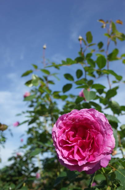 istock Rose 