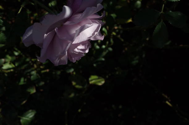 istock Rose 