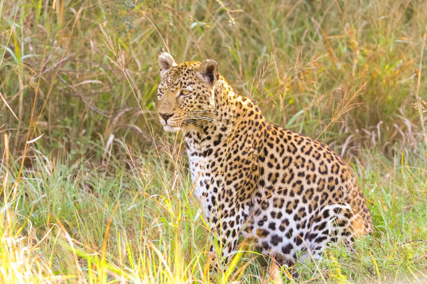 istock Close up of an African Leopard, 1083239022