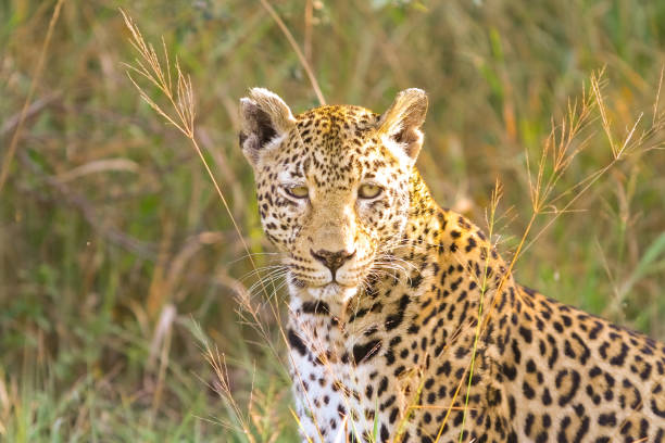 istock Close up of an African Leopard, 1083239122