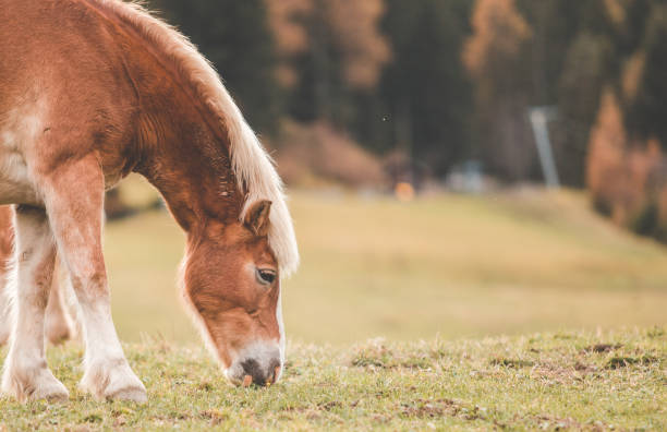 istock Close-up of horse 1083239140