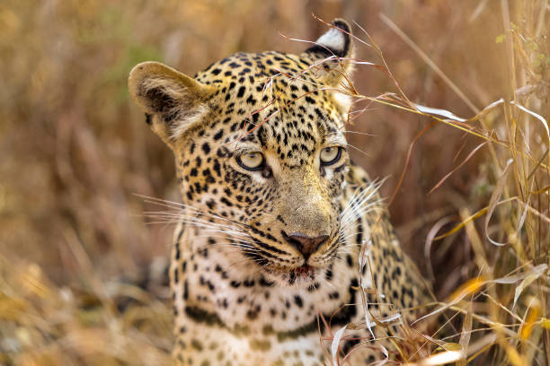 istock African Leopard in the grass in a South African game reserve 1083241470