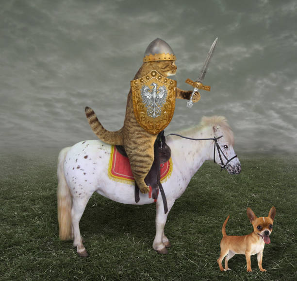 istock Cat knight on a horse with a sword 1083241496
