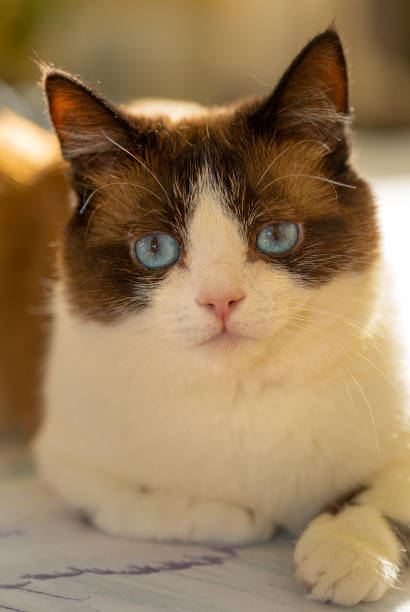 istock snowshoe cat portrait 1083241750