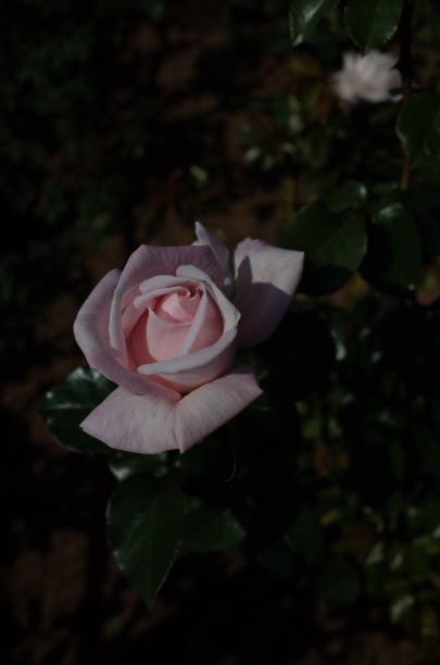 istock Rose 