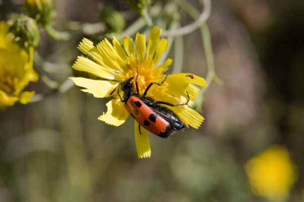 istock Red blister beetle with wild flowers 1083243740
