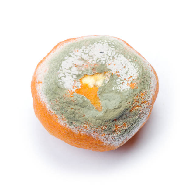 istock Mouldy rotten mandarin 1083252320