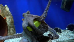 Intelligent Sea Animal Octopus In Aquarium Taking Fish From Bottle Stock  Video - Download Video Clip Now - iStock