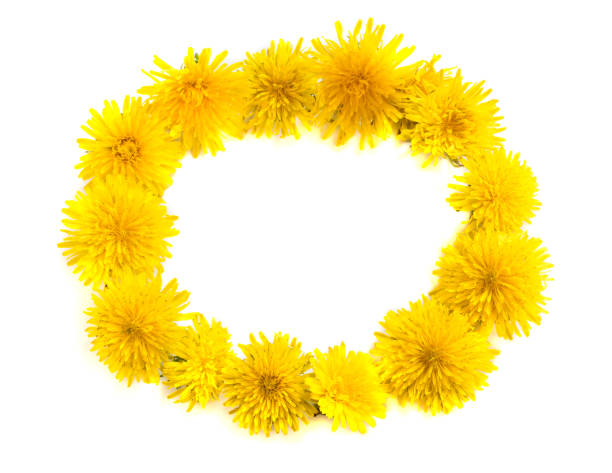 chain of yellow dandelion flower