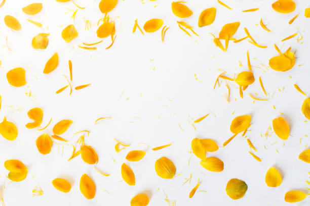 istock Orange Petals of Flowers 1083252818