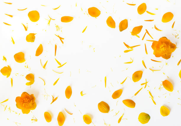 istock Orange Petals of Flowers 1083252822