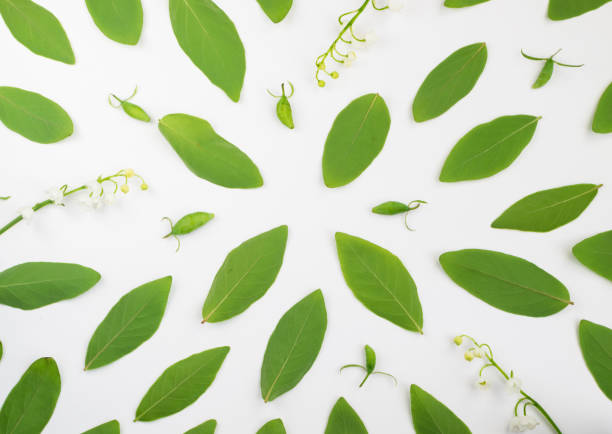 istock Young Green Leaves of Honeysuckle 1083252906