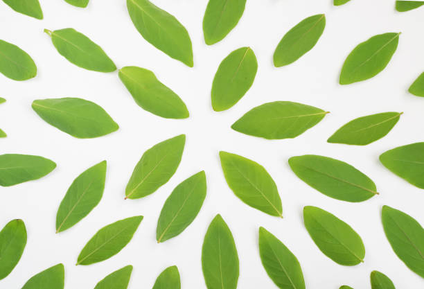 istock Young Green Leaves of Honeysuckle 1083252914