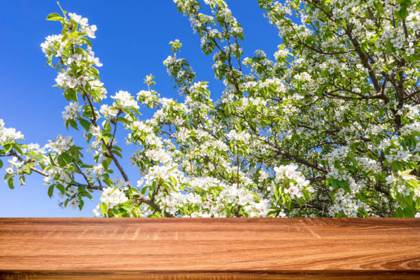 istock Empty wooden table with spring background of blossoming cherry tree. Can be used for display or montage products 1083254538