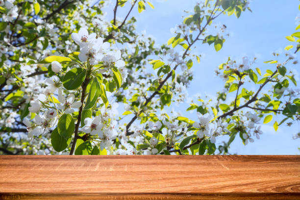 istock Empty wooden table with spring background of blossoming cherry tree. Can be used for display or montage products 1083255544