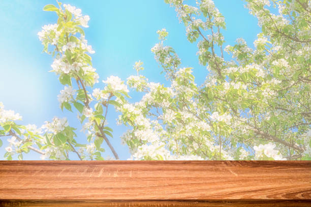 istock Empty wooden table with spring background of blossoming cherry tree. Can be used for display or montage products 1083255548