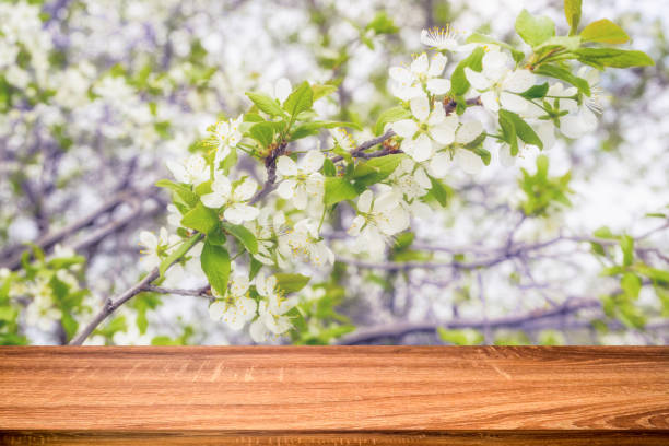istock Empty wooden table with spring background of blossoming cherry tree. Can be used for display or montage products 1083255568