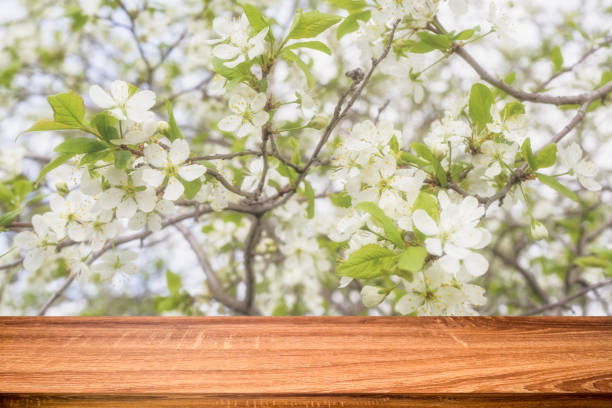 istock Empty wooden table with spring background of blossoming cherry tree. Can be used for display or montage products 1083255572