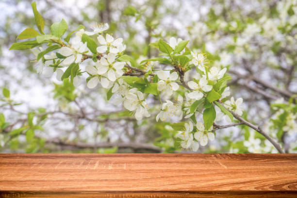istock Empty wooden table with spring background of blossoming cherry tree. Can be used for display or montage products 1083255574