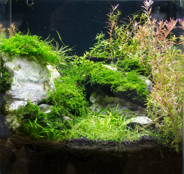istock Beautiful Planted Freshwater Aquarium 1083255692