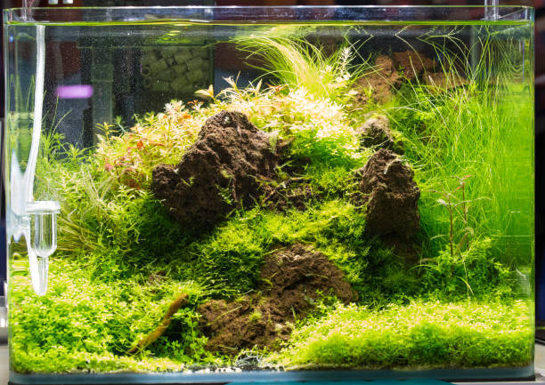 istock beautiful Planted Freshwater Aquarium 1083255812