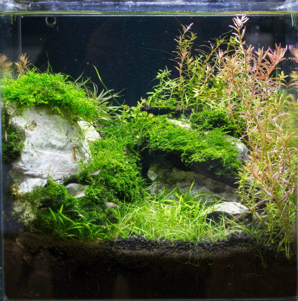 istock beautiful Planted Freshwater Aquarium 1083255972