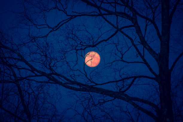 istock Full moon and tree silhouette. Photo from Kuhmo, Finland. 1083255976