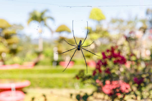 Macro shot of a big spider hang on a web
