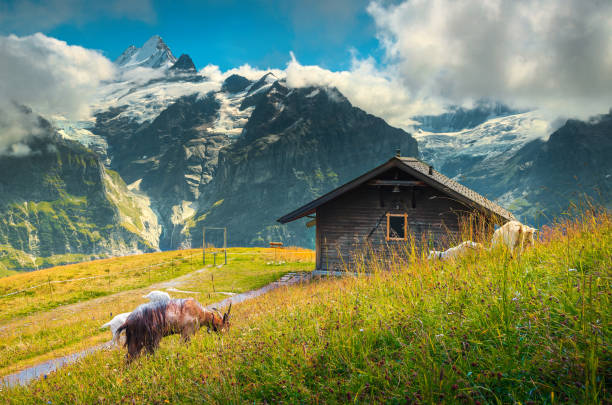 Goats grazing on the alpine hills, Grindelwald, Switzerland, Europe Spectacular summer alpine landscape, grazing goats and Schreckhorn mountains with amazing glaciers in background, Grindelwald, Bernese Oberland, Switzerland, Europe mountain famous place livestock herd stock pictures, royalty-free photos & images