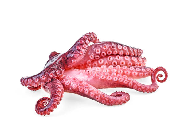 istock Tentacles of octopus isolated on white background 1083259834