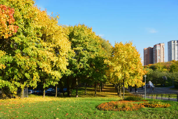istock Autumn maples and flower bed with flowers 1083266146