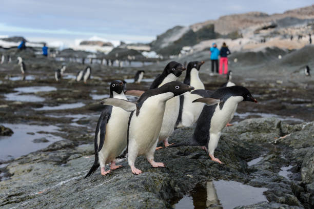 istock Group of adelie penguins on beach in Antarctica 1083268014