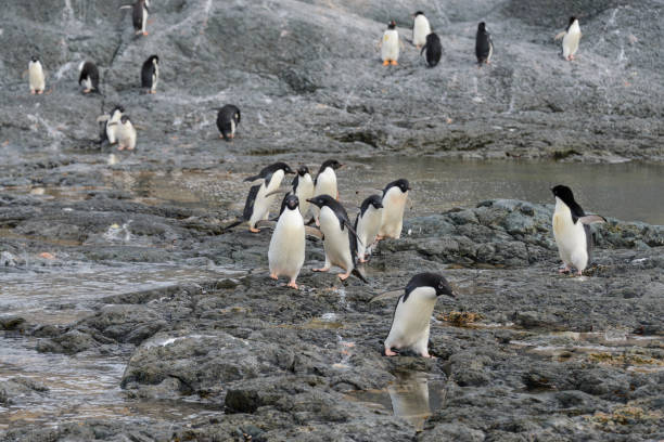 istock Group of adelie penguins on beach in Antarctica 1083270032