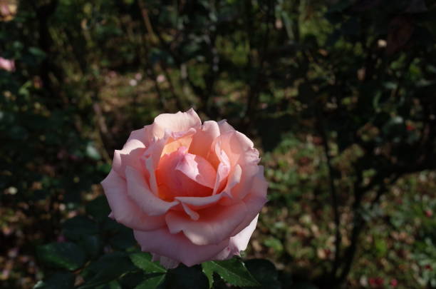 istock Rose 