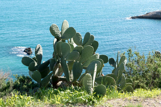istock Eivissa views in Ibiza 1083270866