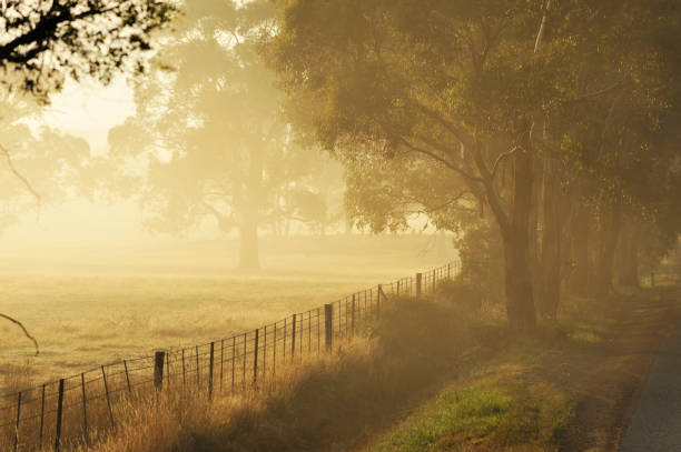 Sunlight filters through trees along a rural road, casting soft rays and creating a serene morning scene.
