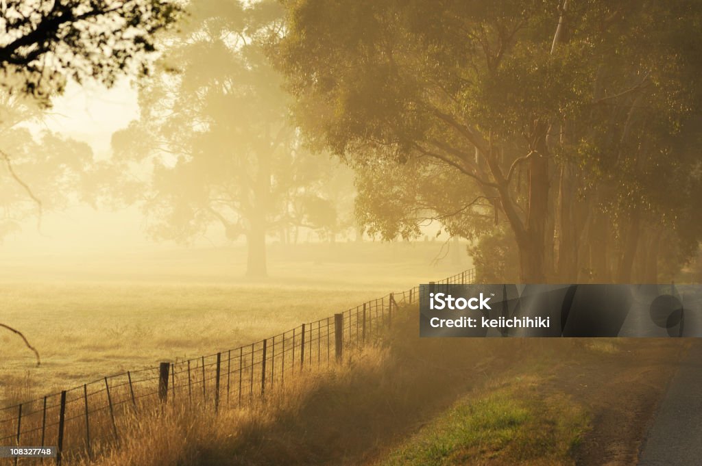 Tasmania landscape with fog  Tasmania Stock Photo