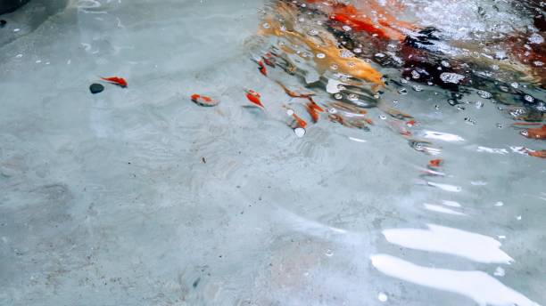 istock Carp fish in the pond 1083278042