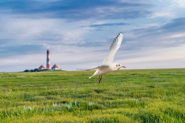 Seagull in Westerheversand